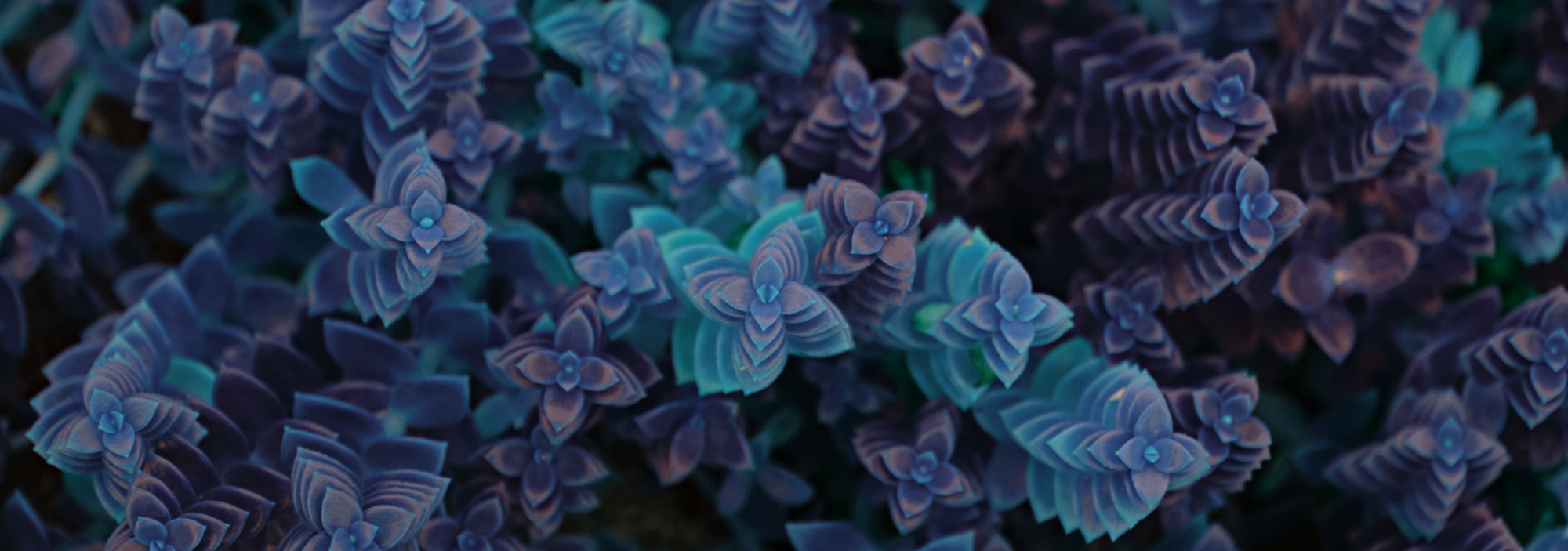 Minds banner for @nadhir