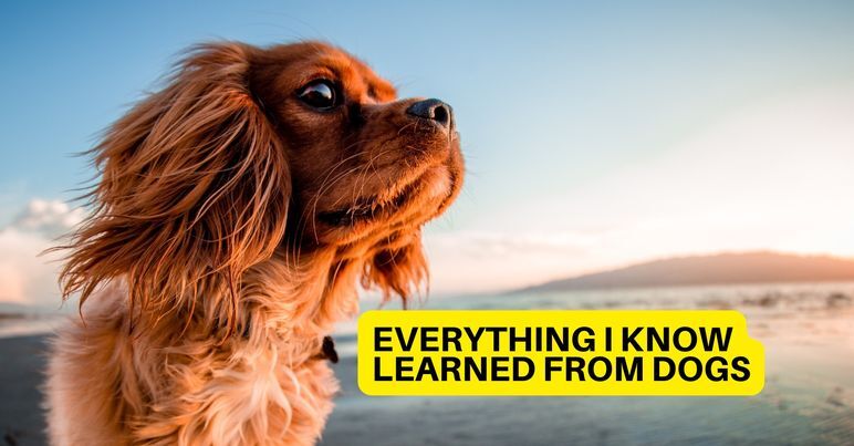 Minds banner for @smartdog