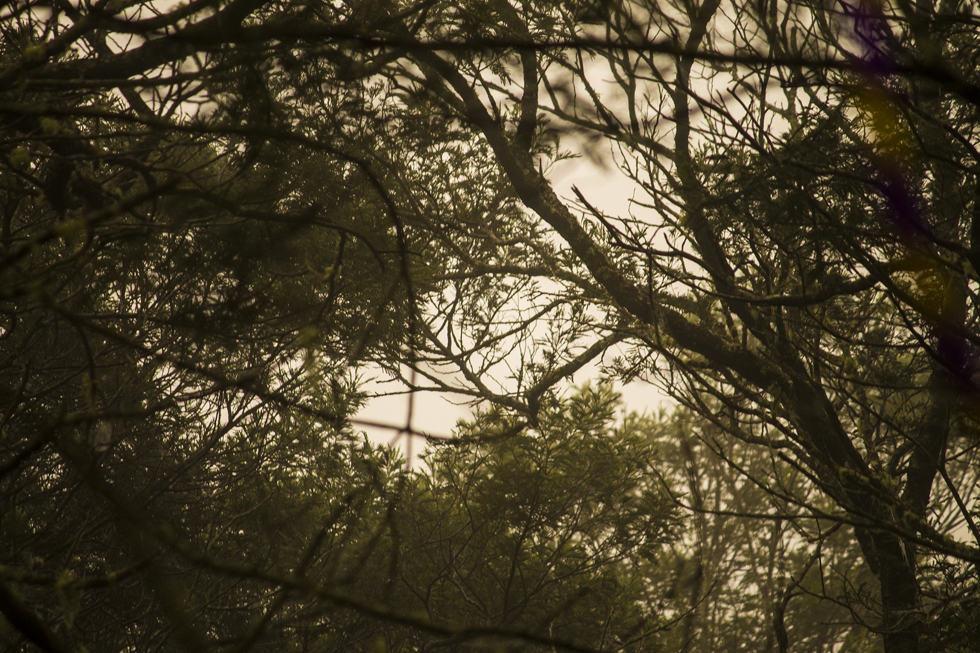 Minds banner for @Koala