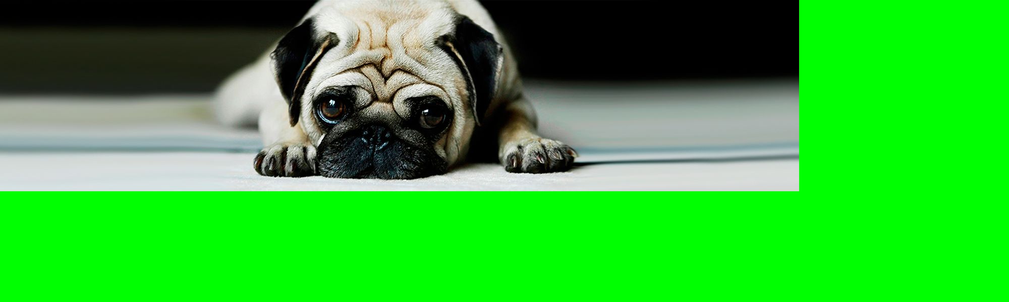 Minds banner for @DOGS