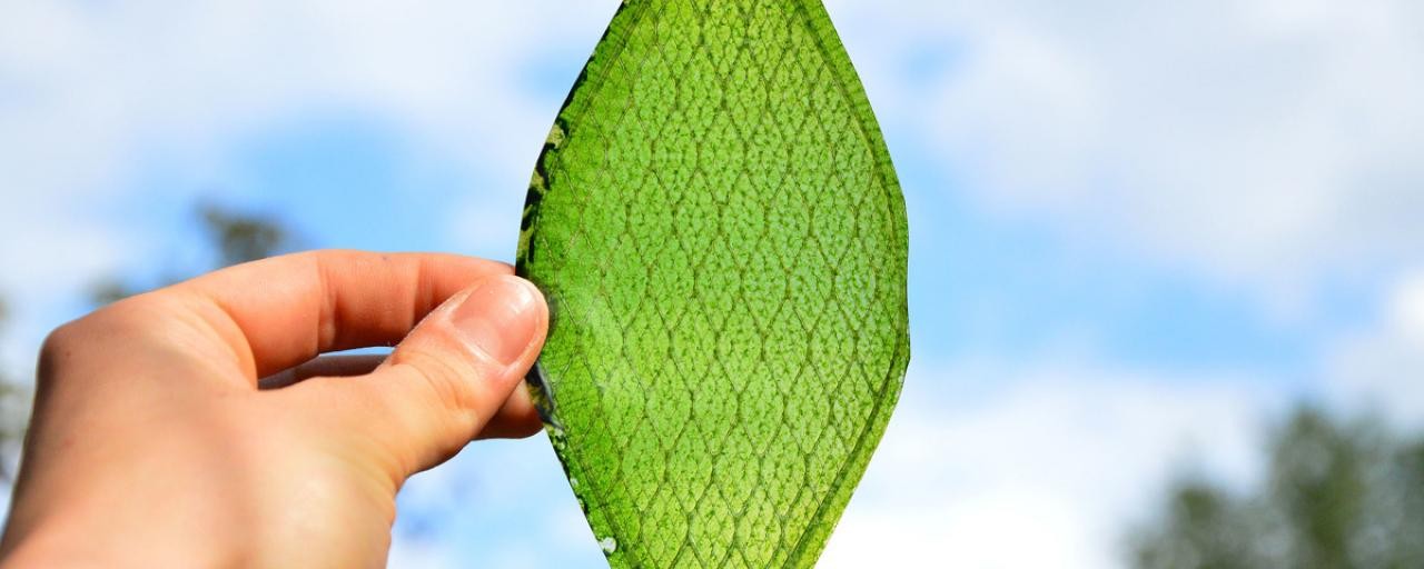 Проект leaf медицина