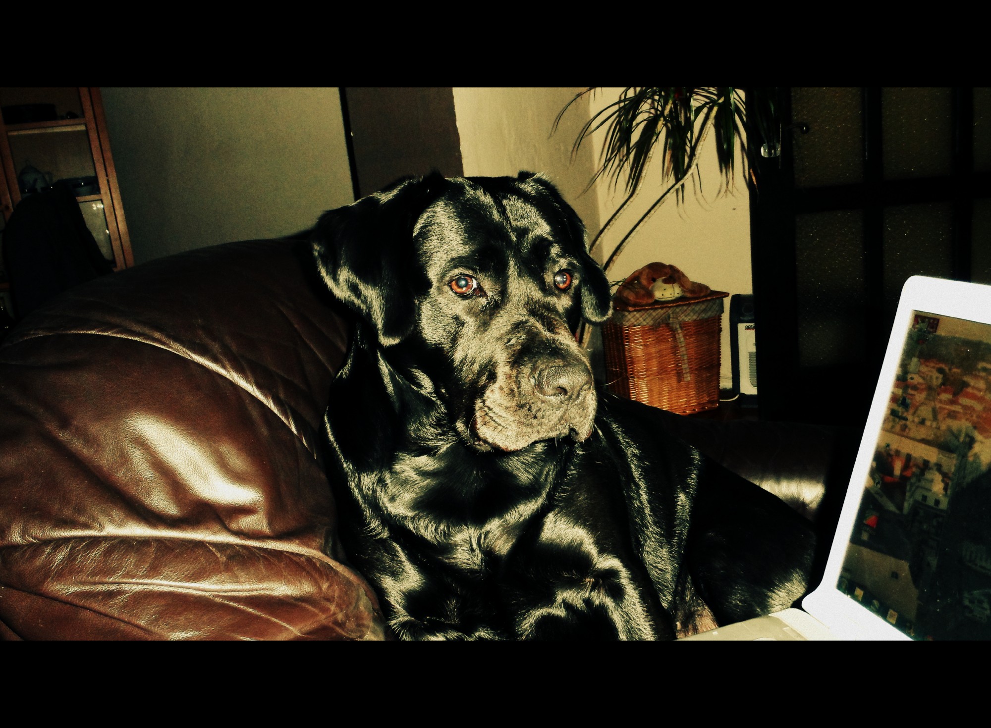 Minds banner for @Labrador