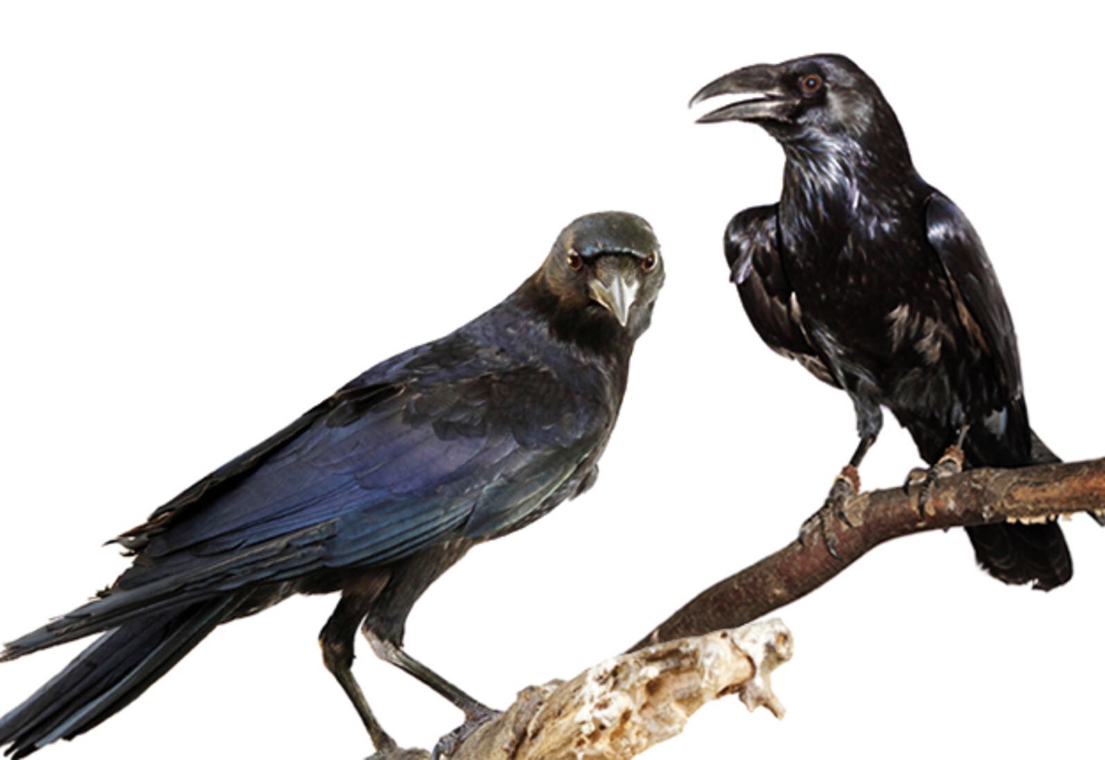 Minds banner for @CROWS