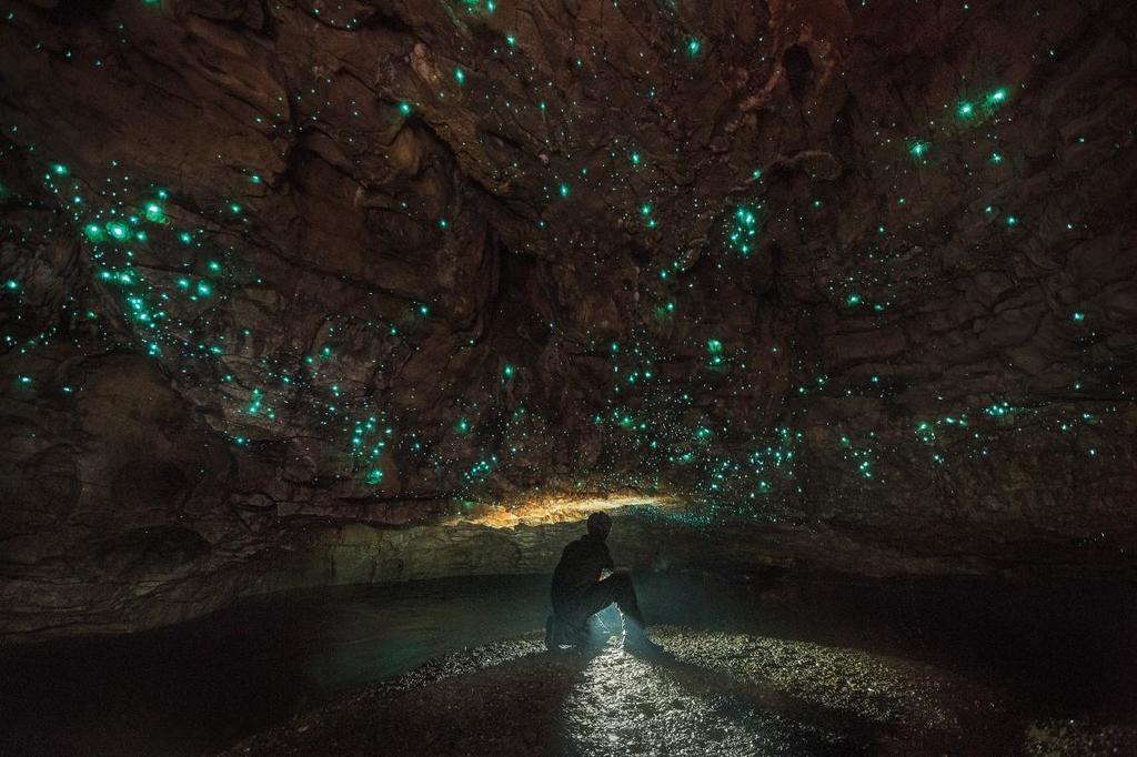 Waitomo Glowworm Caves, New Zealand #nature #photography #minds.