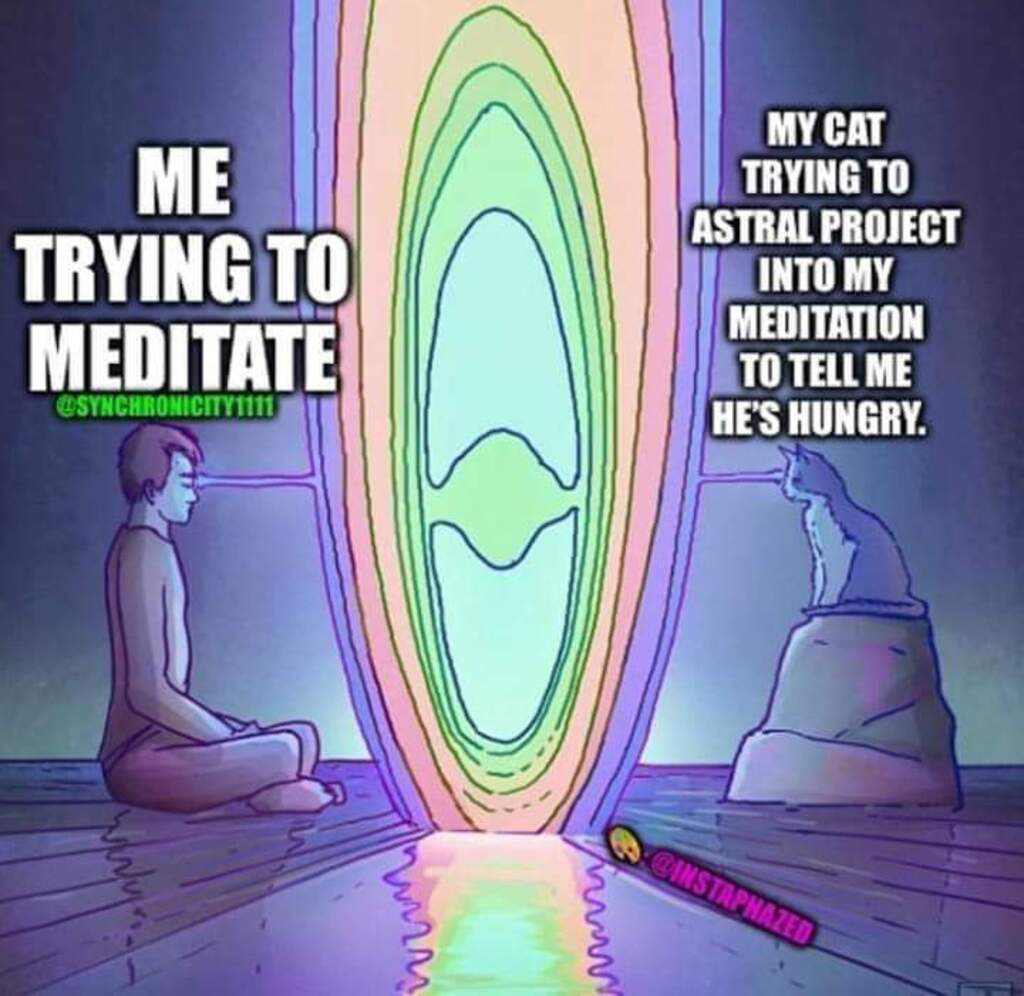#meditation #cats #animals #memes #minds.
