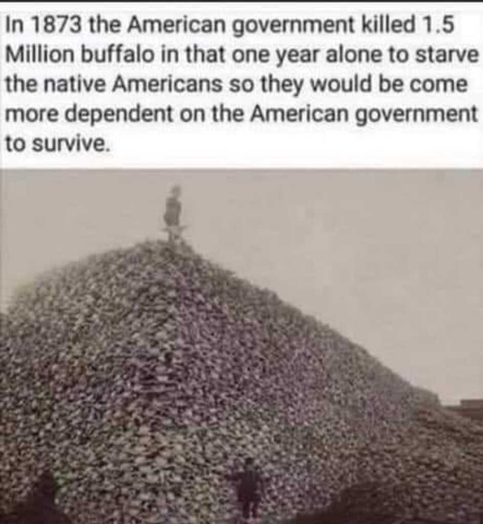 Buffalo Skulls