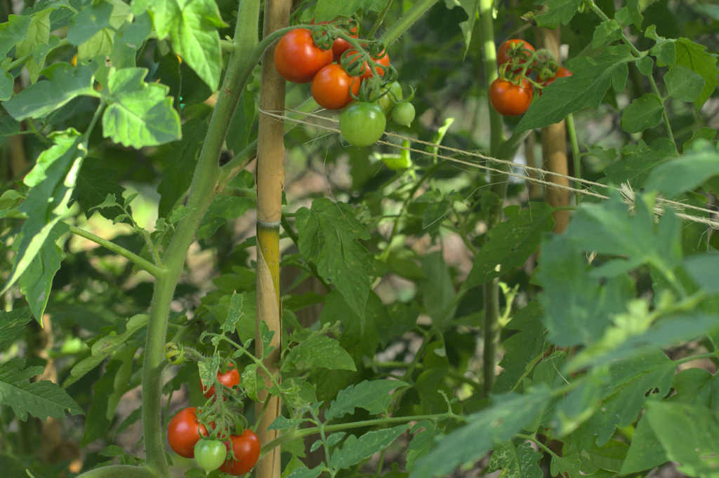 Myphoto Tomatoes Gardening Outdoors Chadwick Cherry Minds