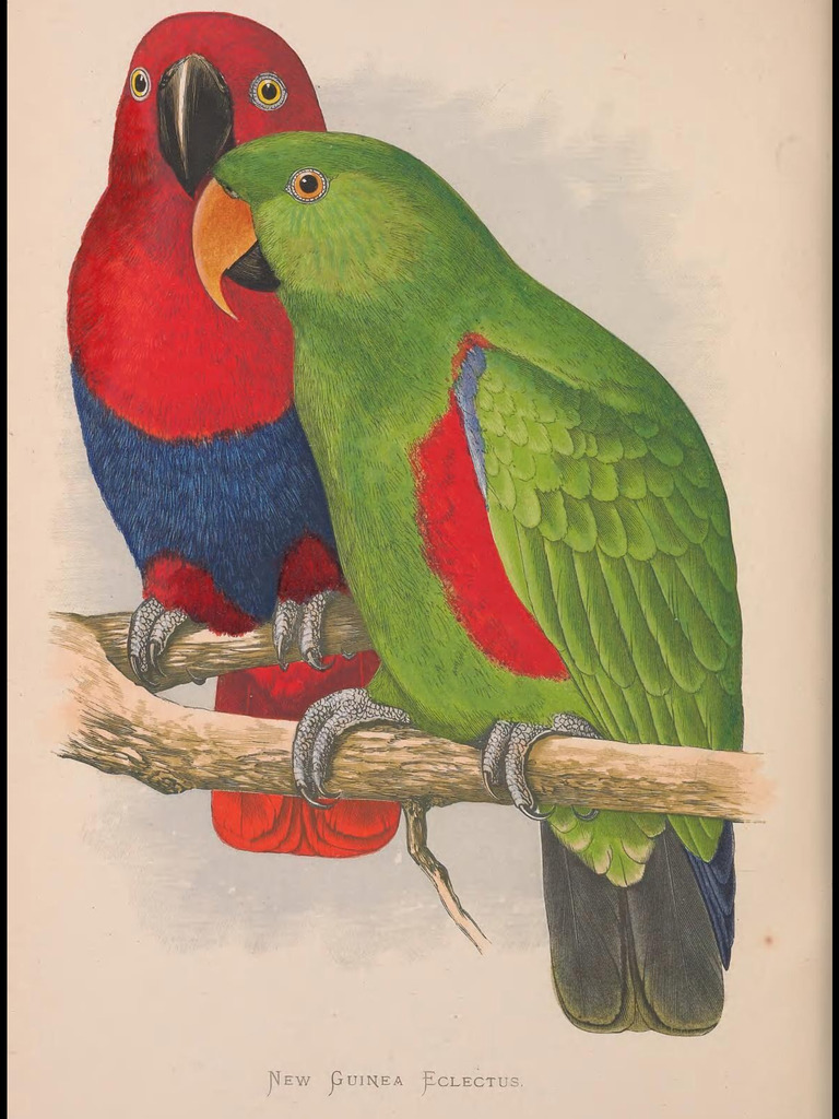 На что похож попугай. Попугаи в уругвае. На что похож попугай. Green cheeked parrot. Рыжеголовый белобрюхий каик.