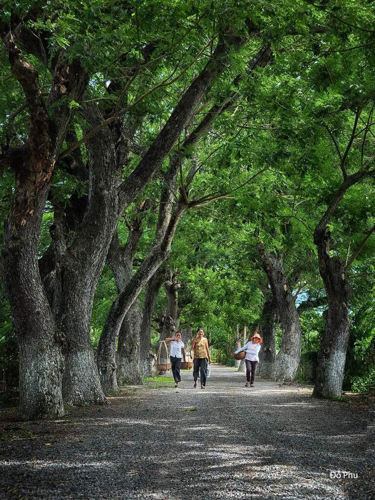 AI caption: a group of people walking down a path lined with trees, portrait