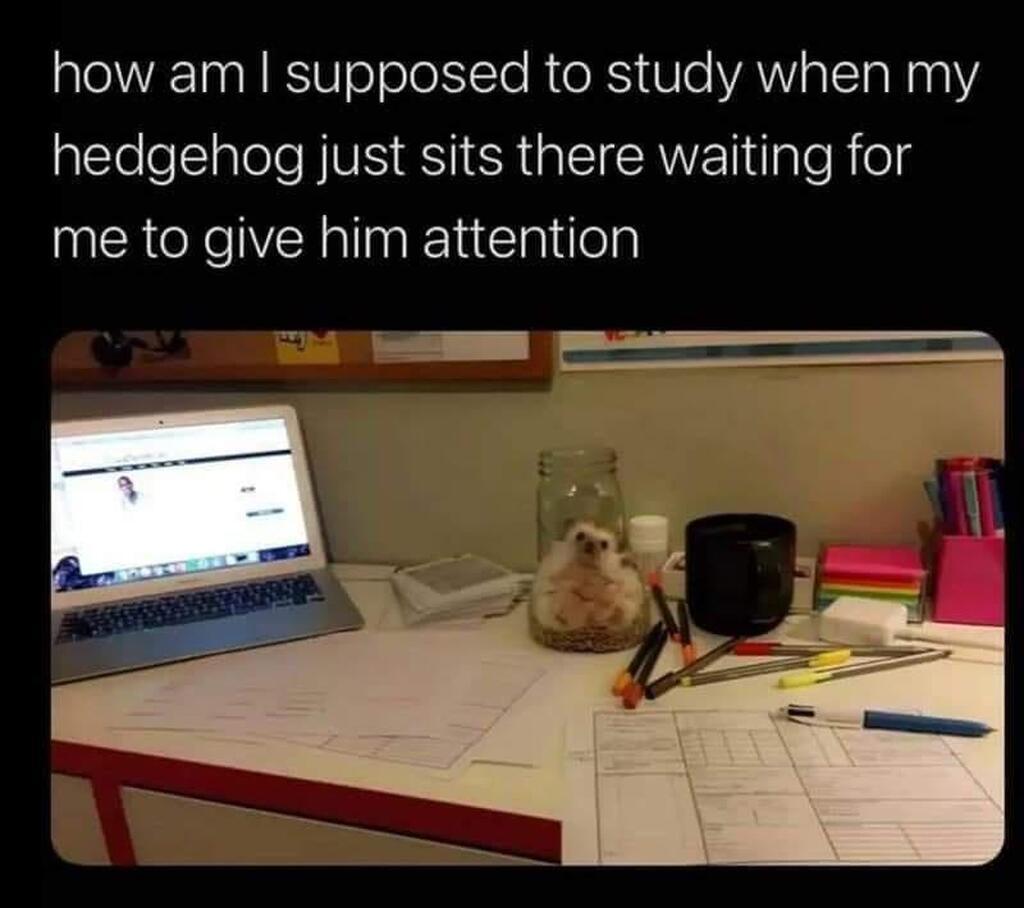 AI caption: a desk with a laptop and a hedgehog sitting there waiting for attention, meme