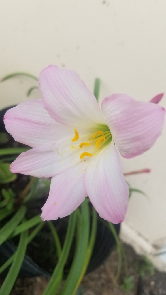 AI caption: a pink flower with yellow stamens in a pot, flower