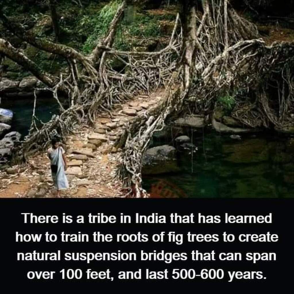 AI caption: there is a tribe in india that learned how to train the roots of fig trees to create suspension bridges that can, a black and white image