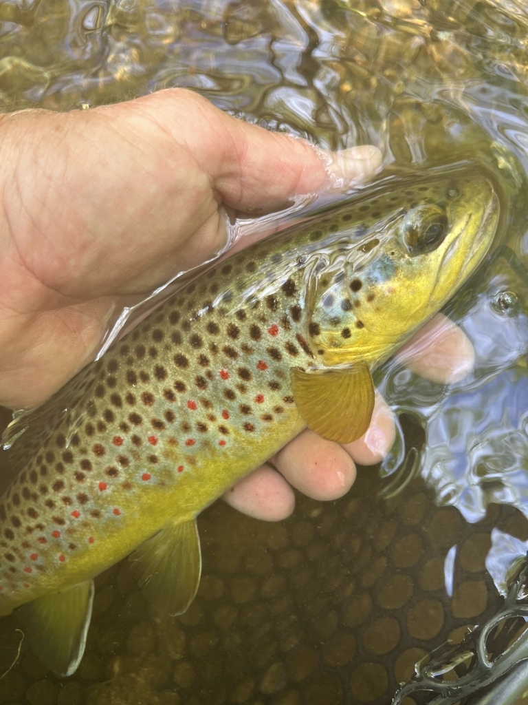 AI caption: a brown trout being held in a person's hand, black and white