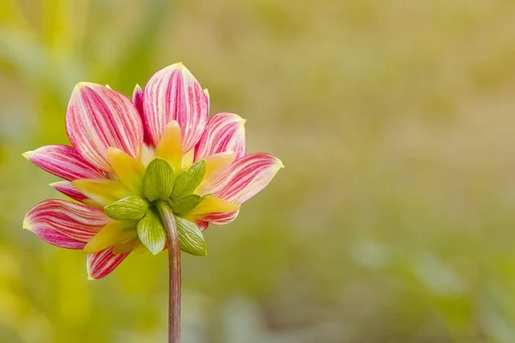 AI caption: a pink flower with striped petals in the grass, flower