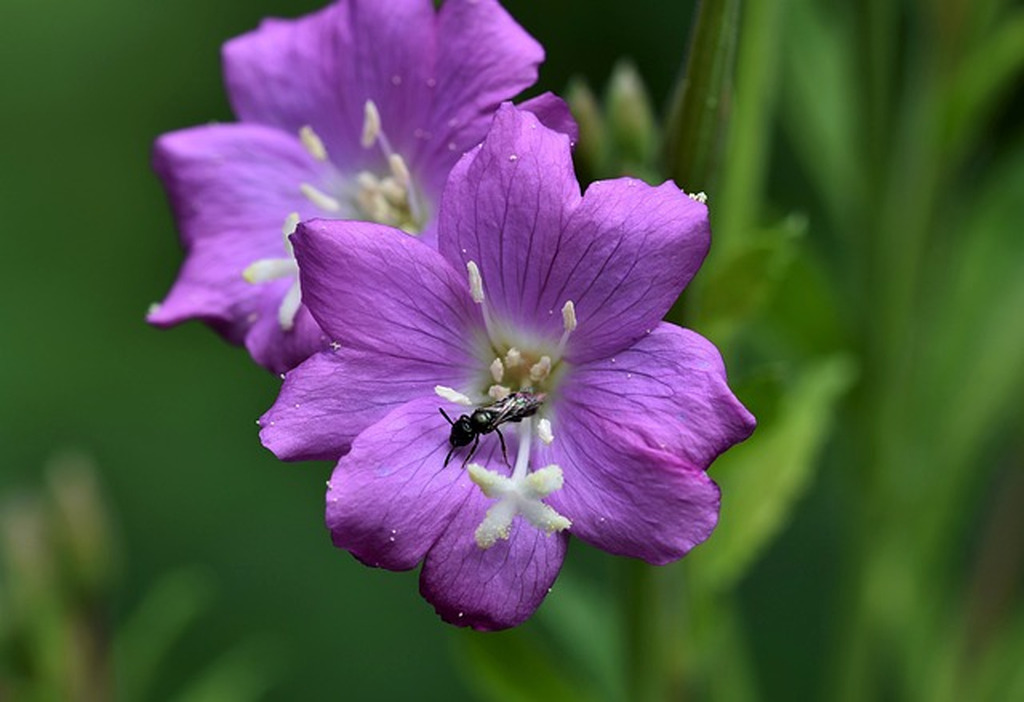 AI caption: a purple flower with a bee on it, black and white