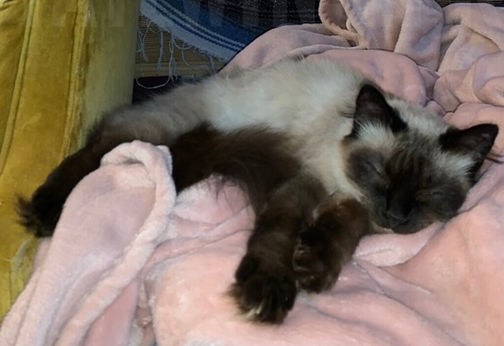 AI caption: a cat sleeping on a pink blanket, black and white