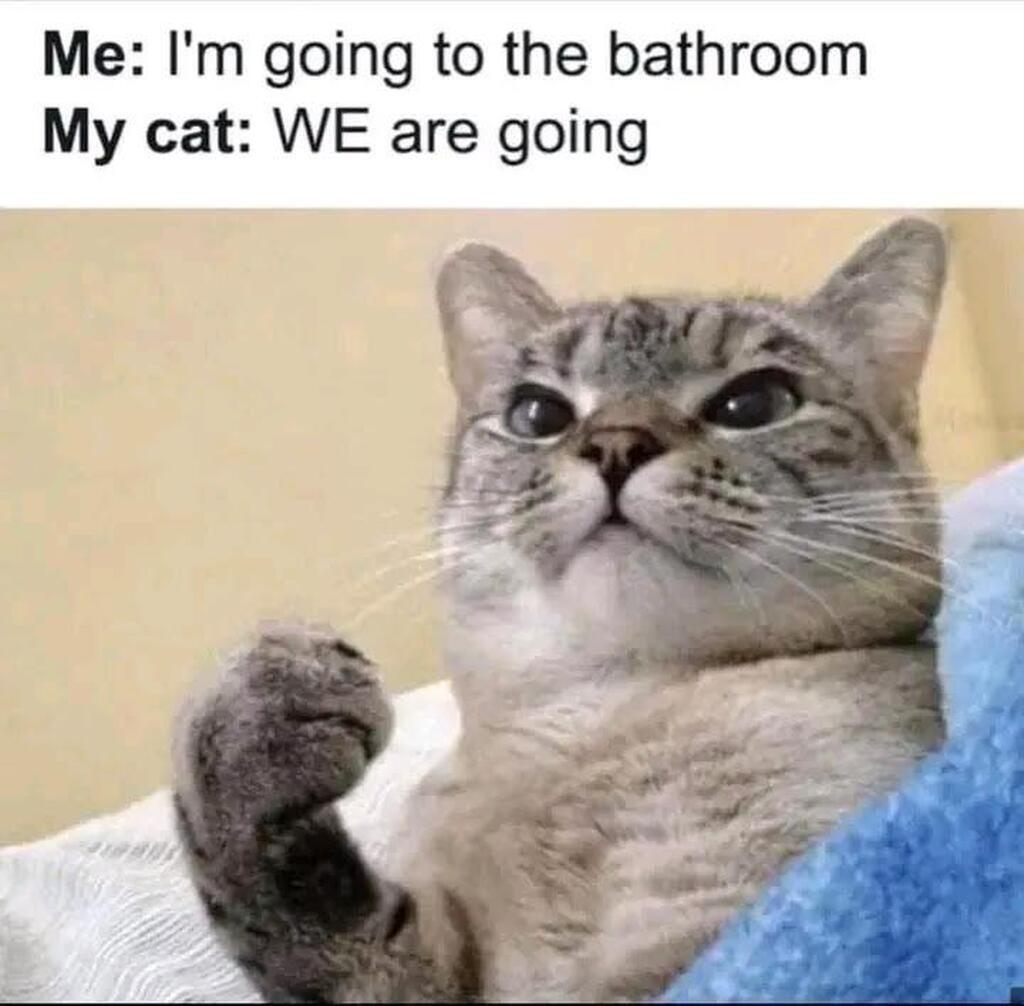 AI caption: me i'm going to the bathroom my cat we are going, meme