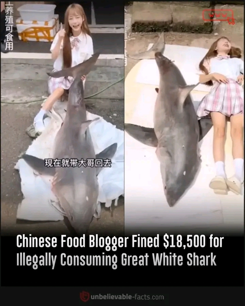 AI caption: chinese food blogger fined $ 500 for illegally consuming great white shark, a photo of a girl and a shark