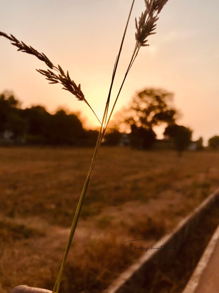 AI caption: a person holding a grass plant in front of a sunset, portrait