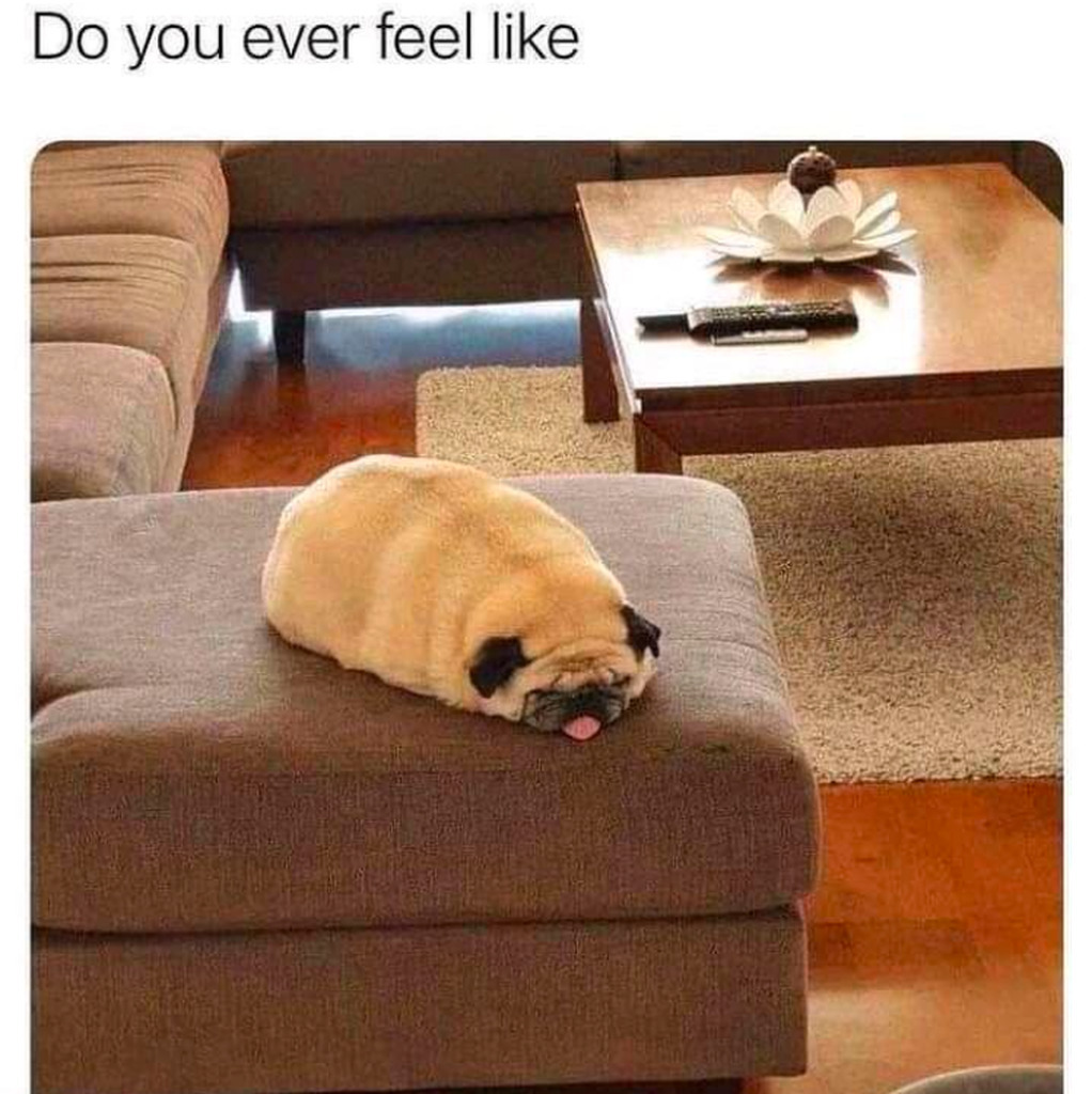 AI caption: a pug is laying on top of a couch, meme