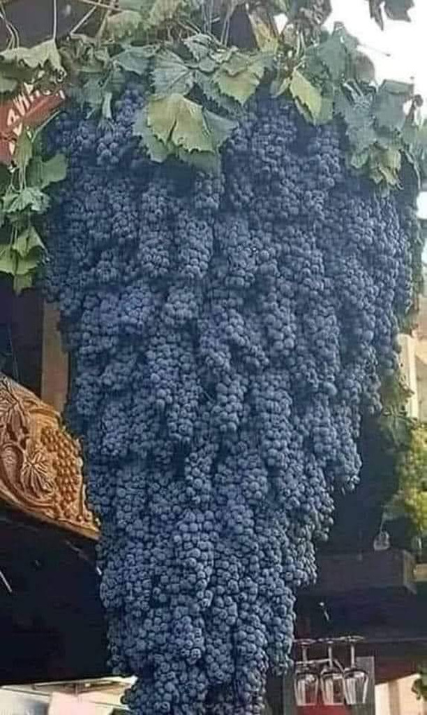 AI caption: a bunch of grapes hanging from a tree, black and white