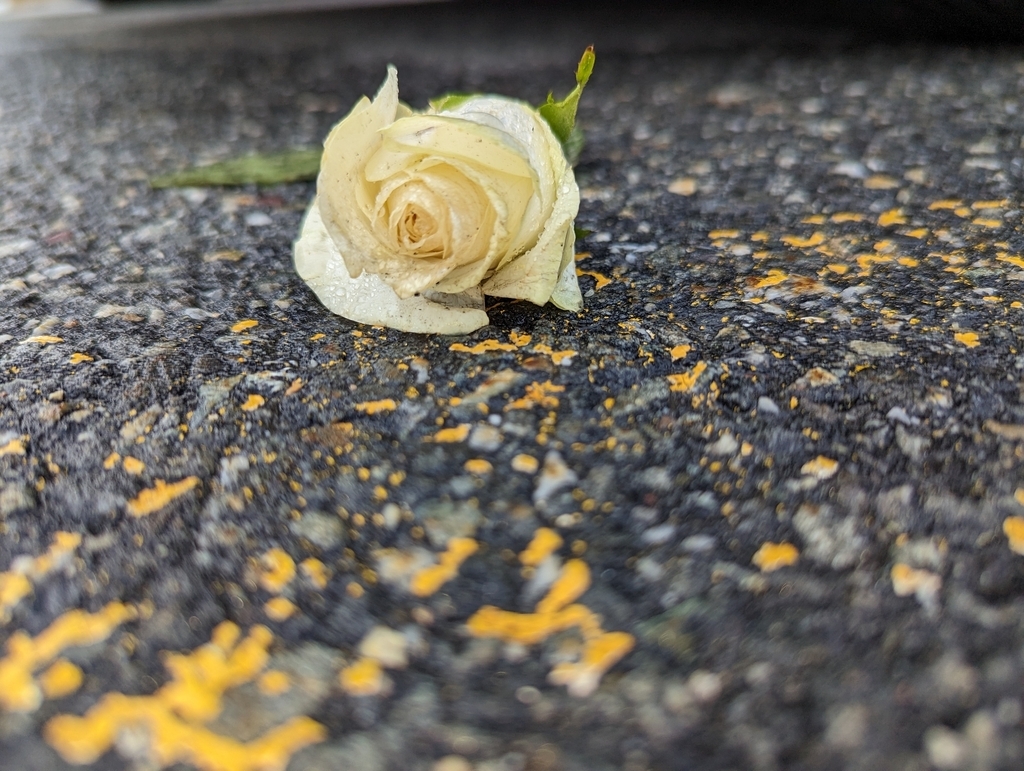 AI caption: a white rose is laying on the ground, black and white