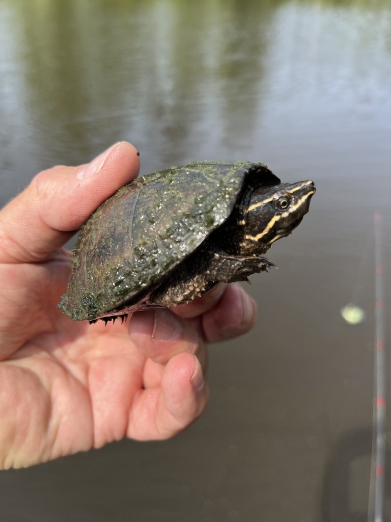 AI caption: a turtle is being held up by a person fishing, black and white