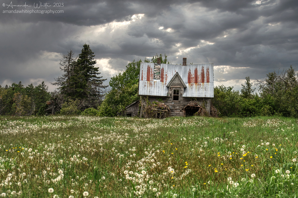 AI caption: an old abandoned house in a field with wildflowers, rustic