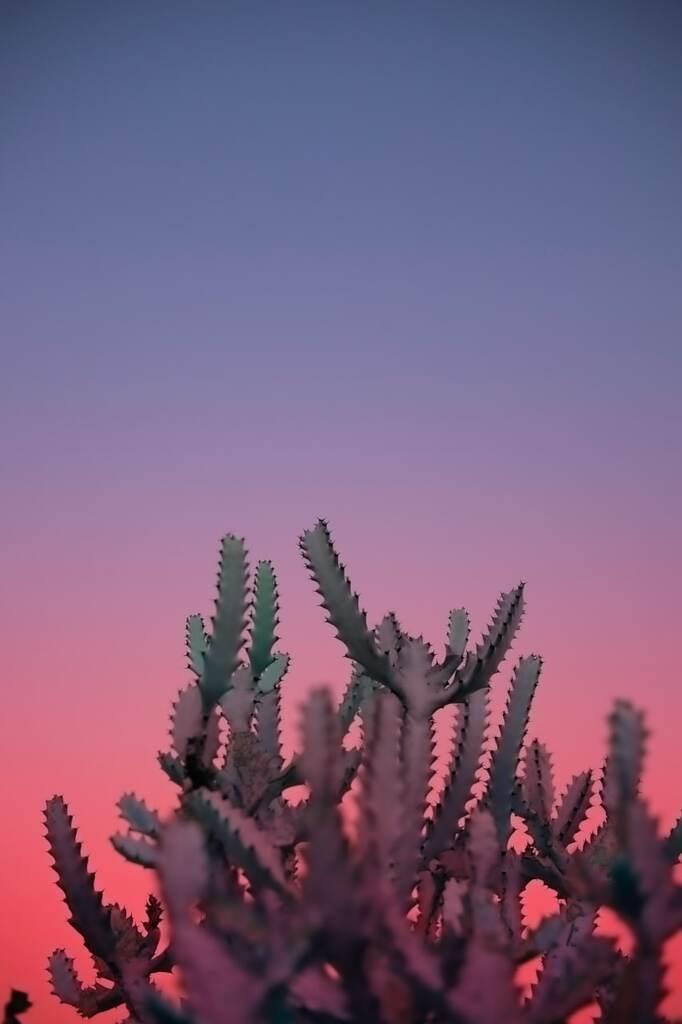 AI caption: a cactus plant against a pink and purple sky, abstract