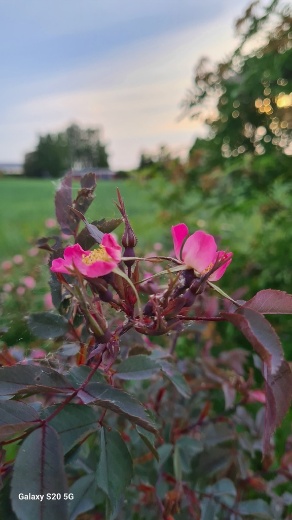 AI caption: a pink rose bush in the field at sunset, flower