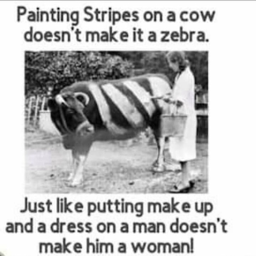 AI caption: painting stripes on a cow doesn't make a zebra just putting make up on a man doesn't, cartoon