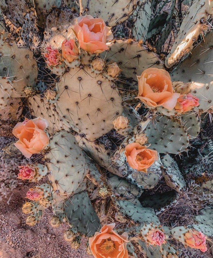 AI caption: a cactus plant with orange flowers in the desert, portrait