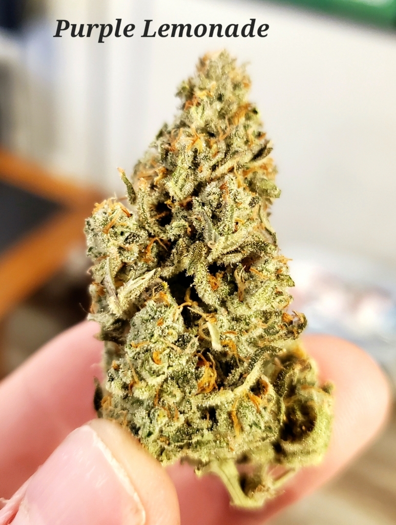 AI caption: gorilla punch - a marijuana flower, hand holding a marijuana purple lemonade - a flower with the words purple lemonade