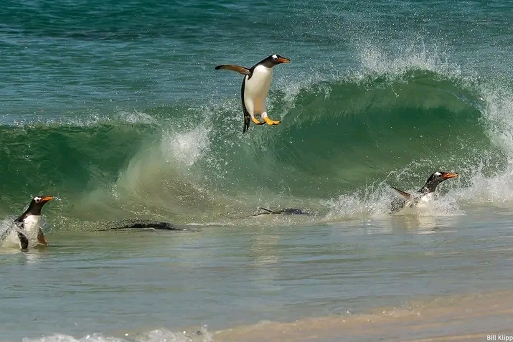 AI caption: penguins jumping into a wave on the beach, black and white