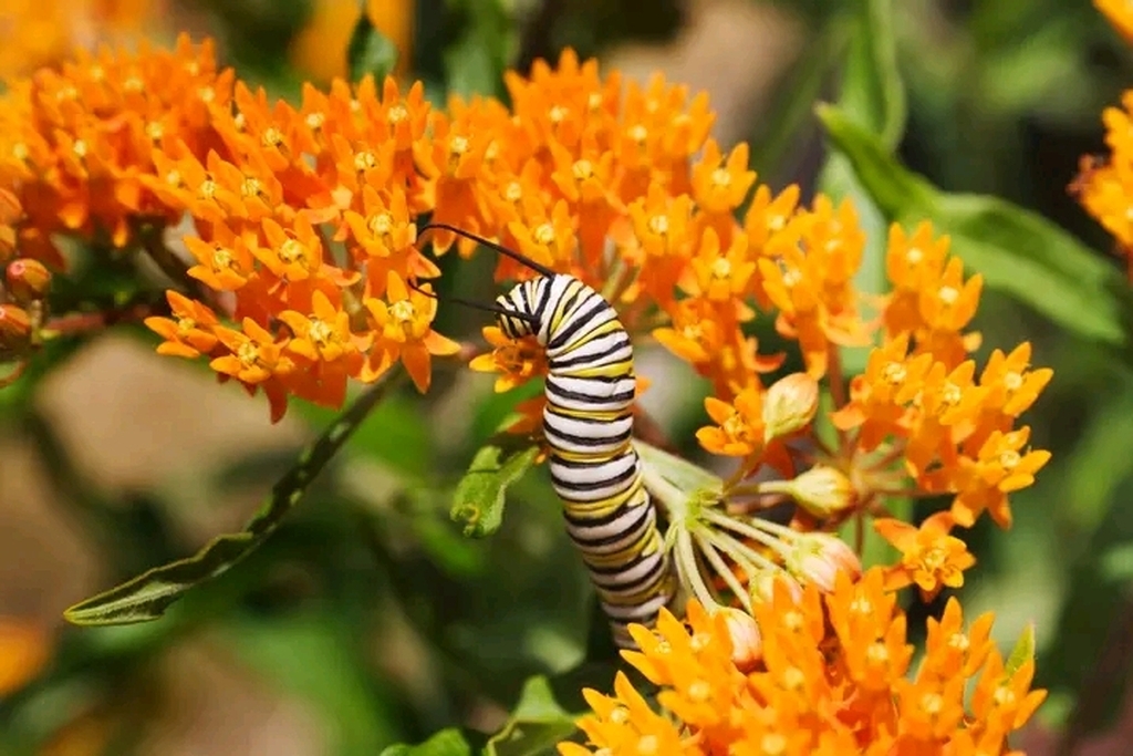 AI caption: monarch caterpillar on orange flowers, black and white