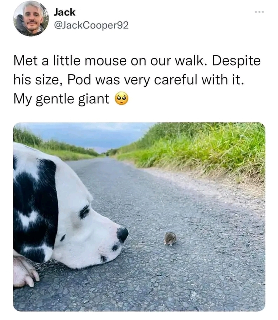 AI caption: a dog walking on a road with a mouse, meme