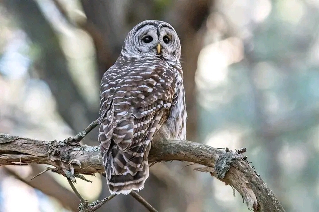 AI caption: barred owl perched on a branch, black and white