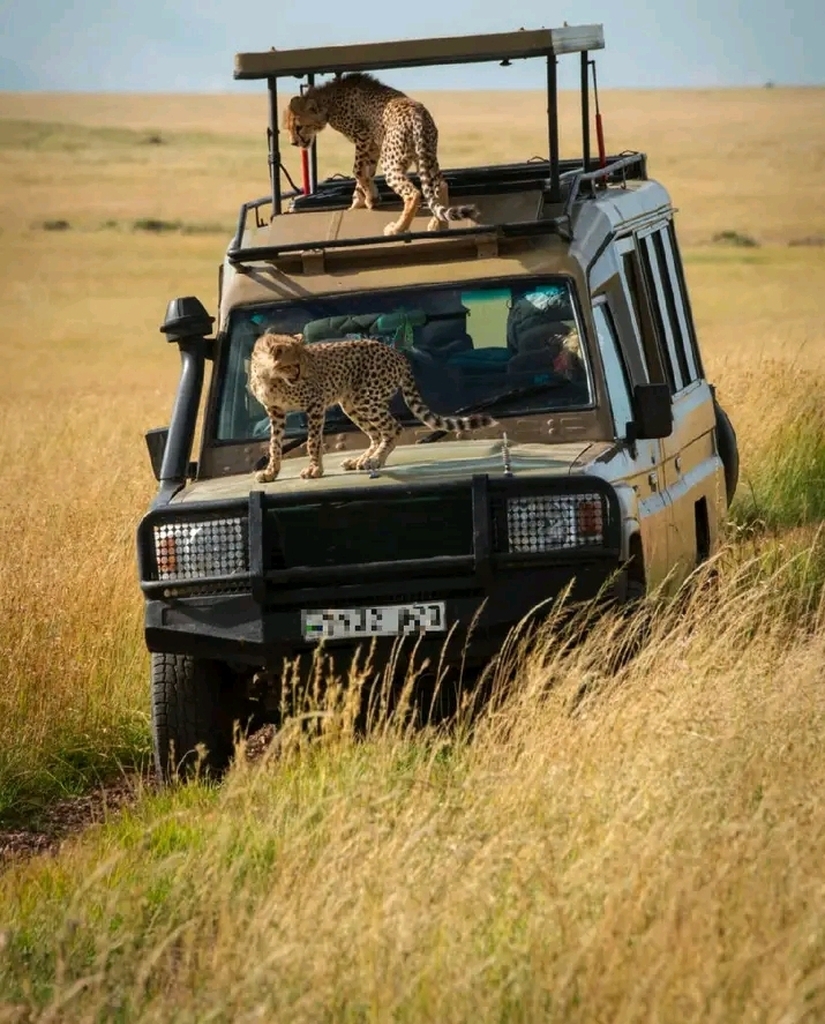 AI caption: cheetahs on top of a vehicle in the wild, black and white