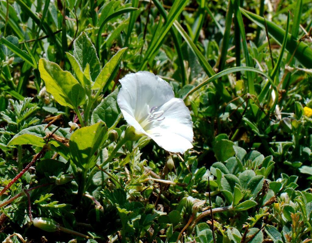 AI caption: a white flower is growing in the grass, black and white