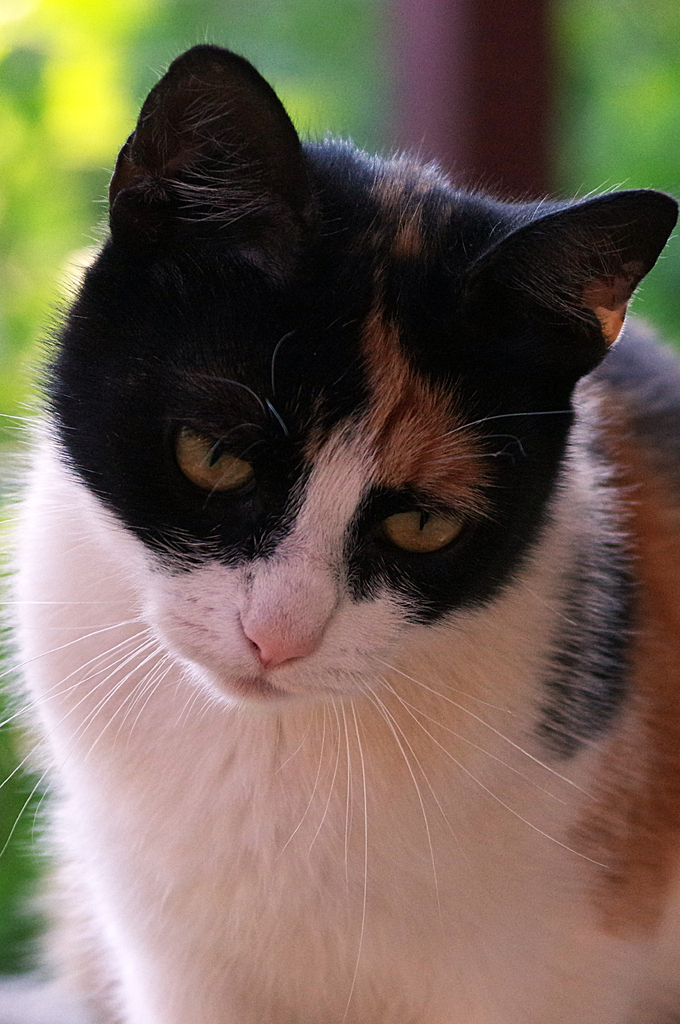 AI caption: the cat is looking up