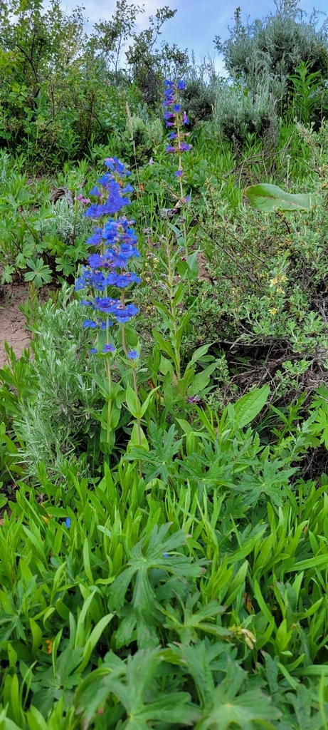 AI caption: a blue flower in the middle of a field, landscape