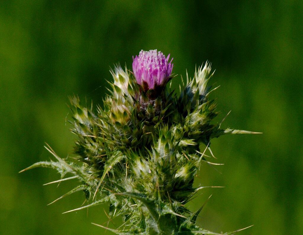 AI caption: thistle flower in the field, close up
