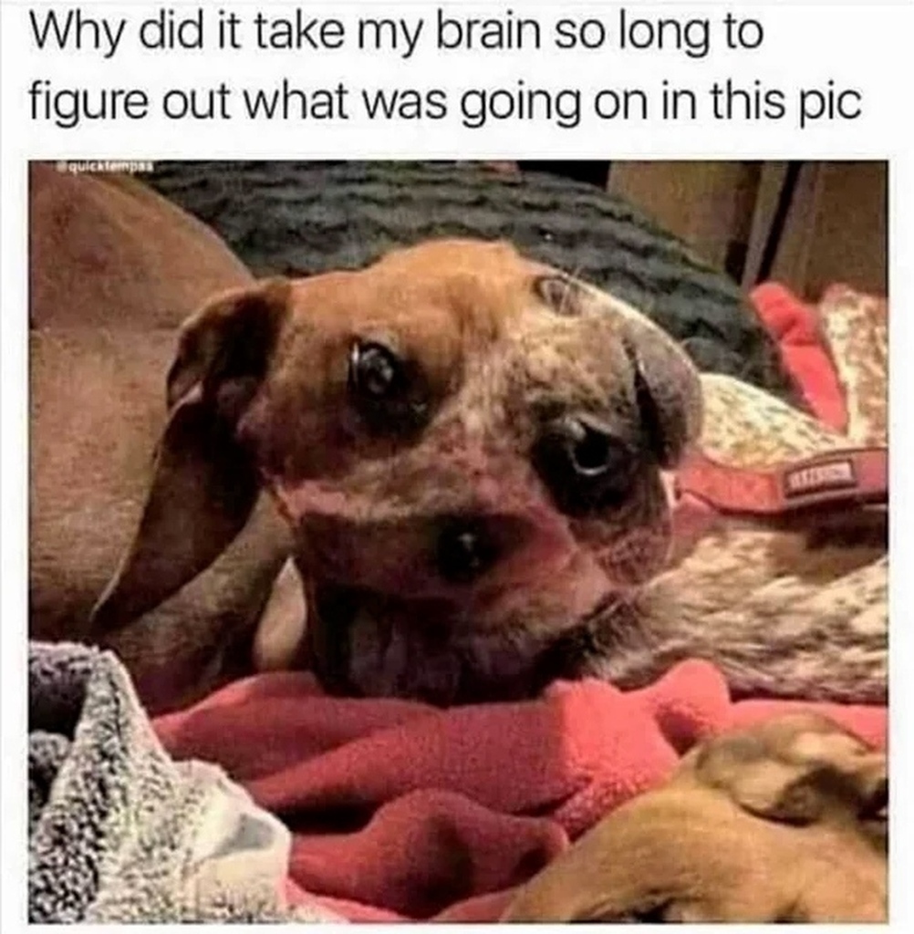 AI caption: two dogs laying on a bed with the caption why took my brain so long to figure out what was going on in this picture, meme