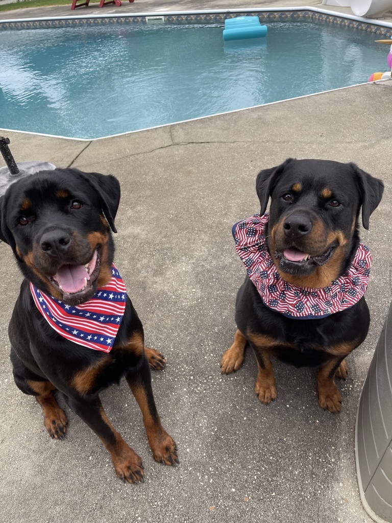 AI caption: two rottweilers wearing a bandana in front of a pool, portrait