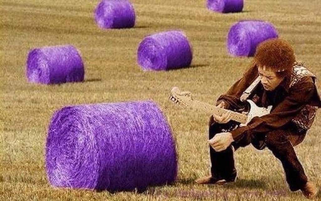 AI caption: a man playing guitar in a field of purple hay bales, a black and white image