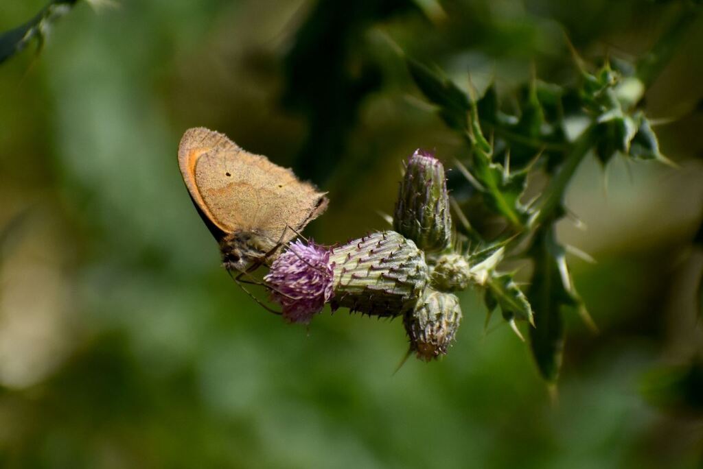 AI caption: a brown butterfly is sitting on a thistle flower, black and white