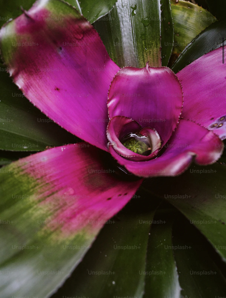 AI caption: a purple flower with green leaves on it, flower