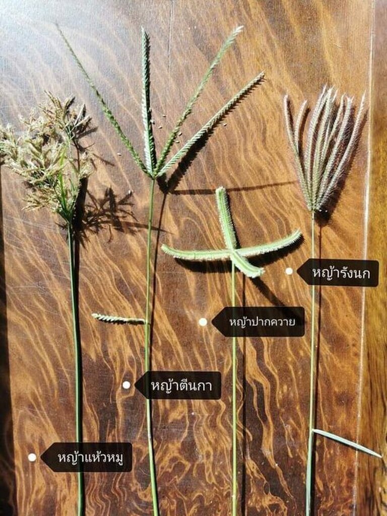 AI caption: a group of different plants with different names, a close up of a group of plants