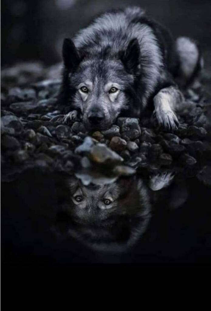 AI caption: a wolf is laying on rocks with its reflection, black and white