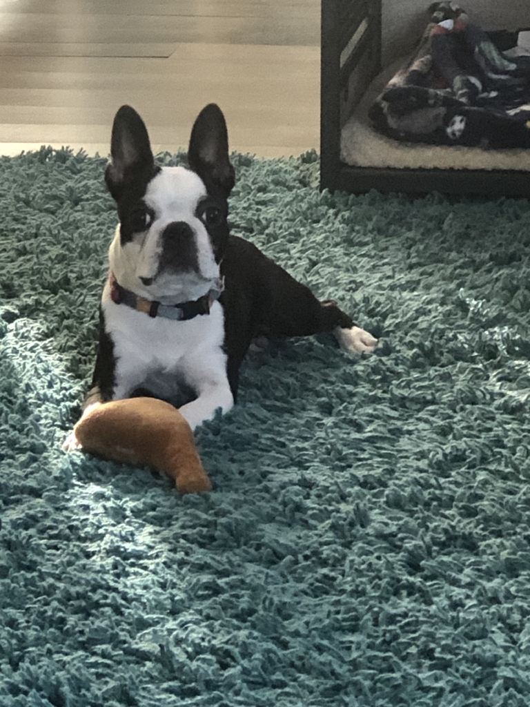 AI caption: the dog is laying on the carpet